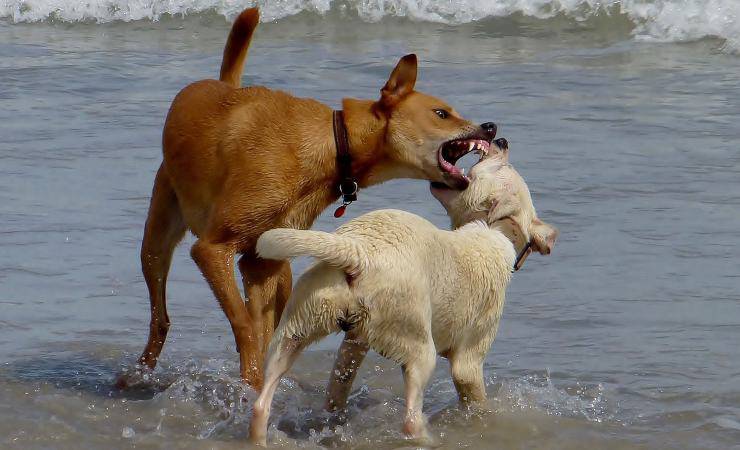 cani in spiaggia 