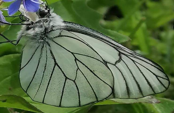 il miracoloso ritorno della farfalla bianca venata di nero