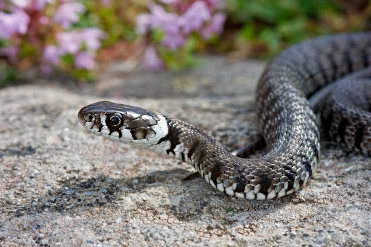 Cosa evitare se trovi un serpente in casa