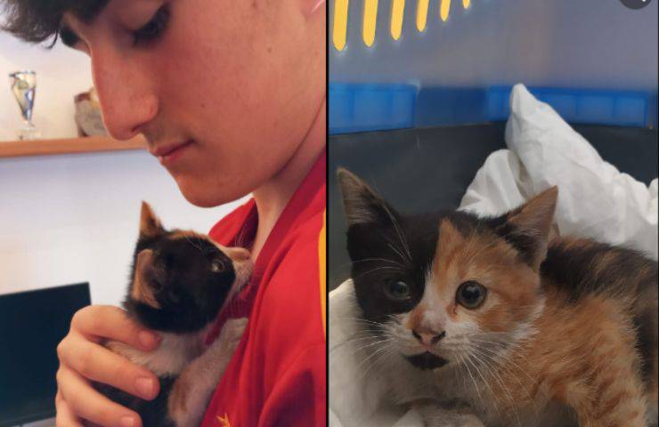 micetta milly salvata adottata