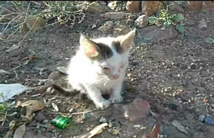 Gattino con gli occhi chiusi salvato per miracolo