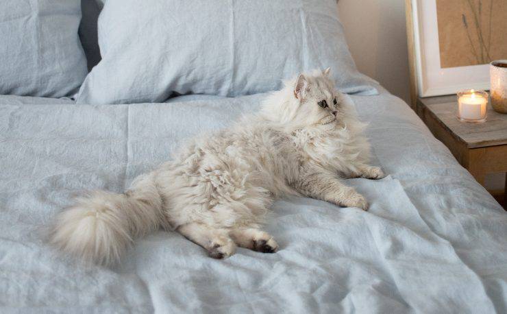 gatto bianco sul letto 