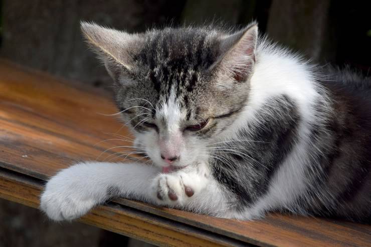 gatto si lecca la zampa 