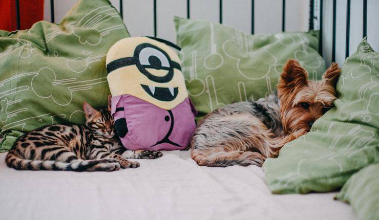 gatto e cane dormono 