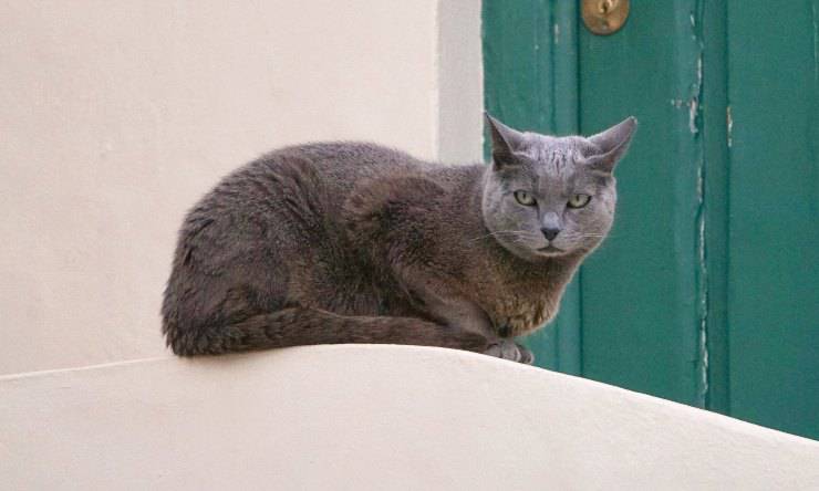 gatto davanti alla porta 