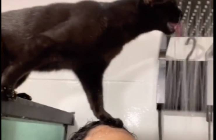 increíble video de ducha de gato