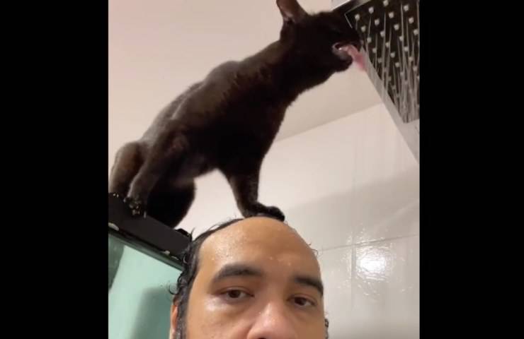 gatto doccia dissetarsi video