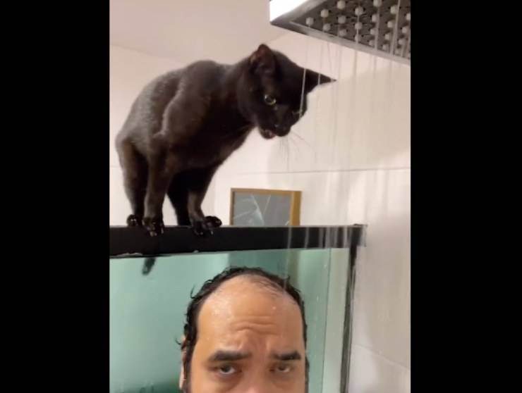 gatto doccia umano beve