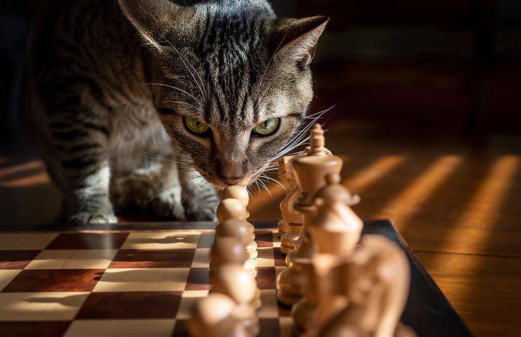 gatto famiglia stessa specie 