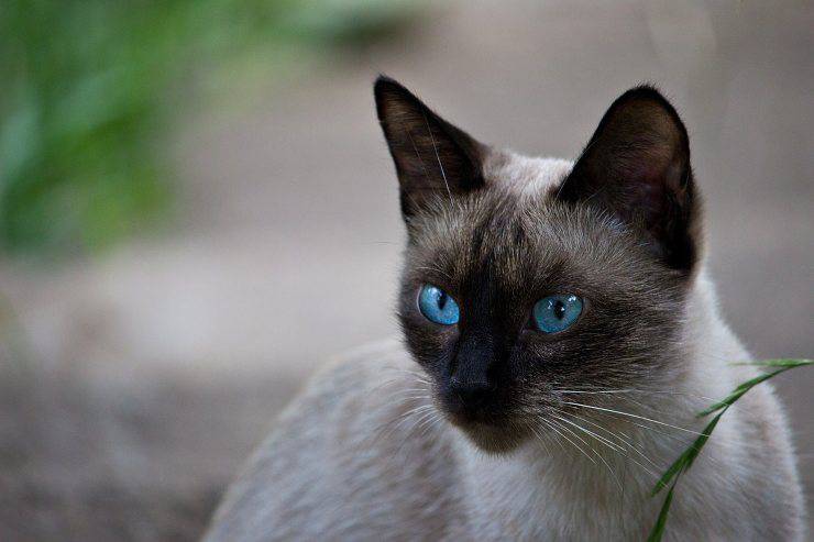 gatto thailandese occhi blu