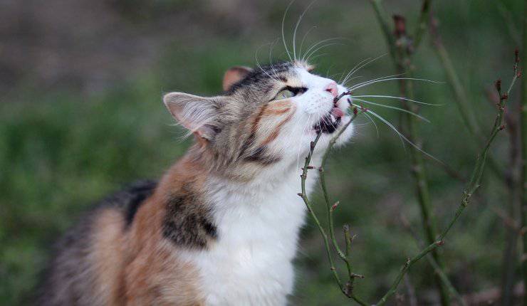 Gatto lecca rami 