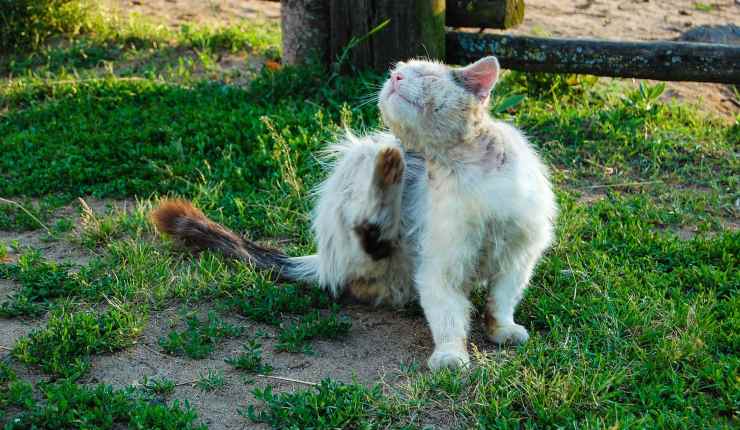 gatto con le pulci