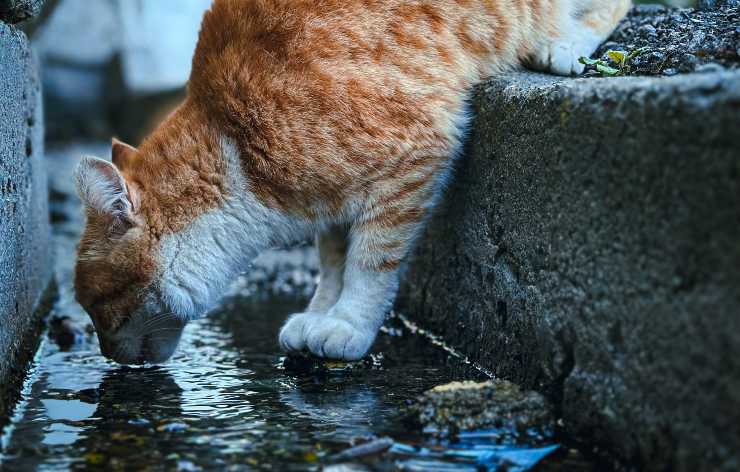 gatto rosso beve 