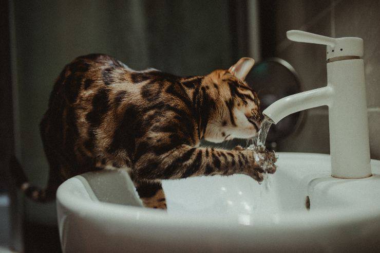 gatto beve dal rubinetto 