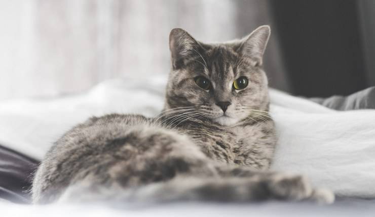 gatto sdraiato