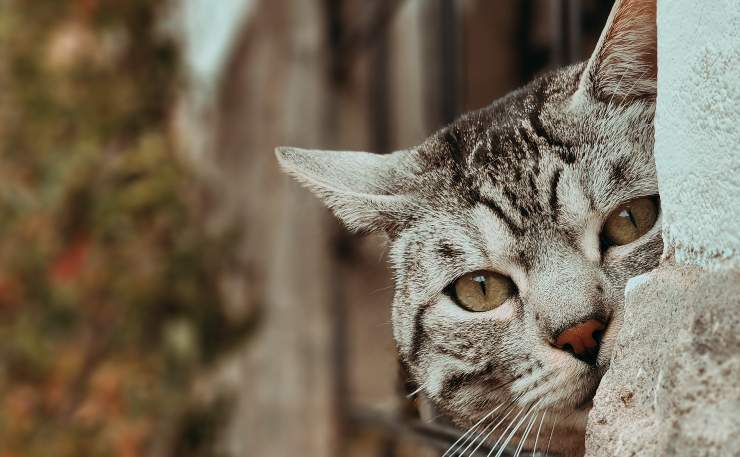 Gatto spia da una finestra