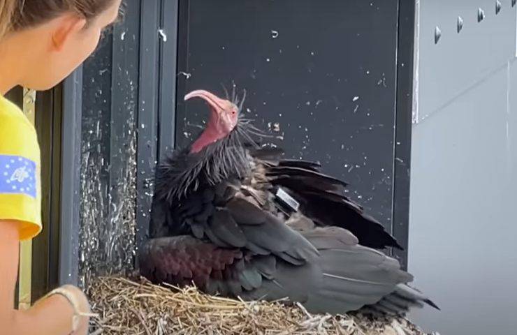 ibis eremita svizzera anni