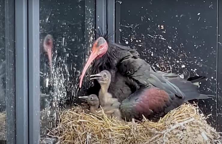 ibis 400 anni uova