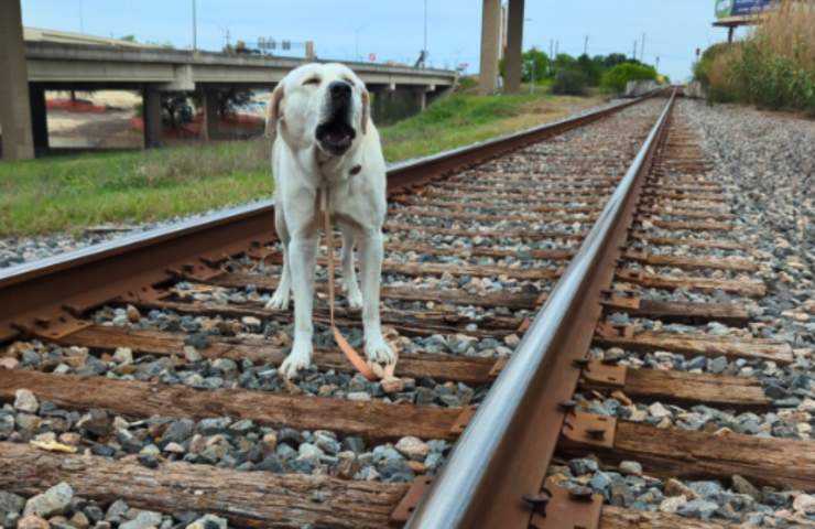 perro atado a las vías del tren
