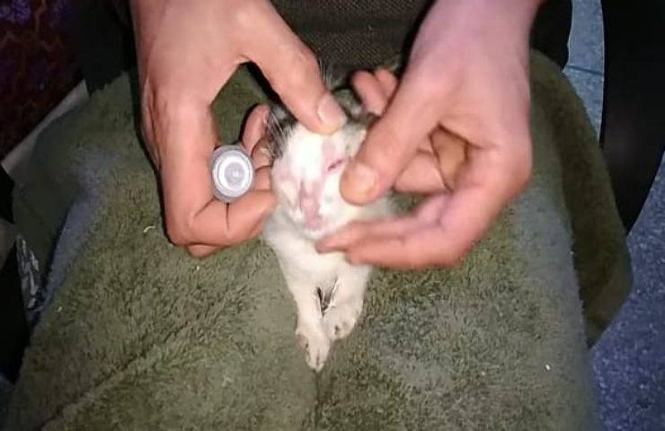 Gattino con gli occhi chiusi salvato per miracolo