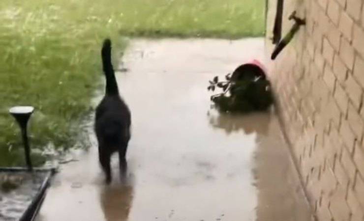 Gatto scappa dalla pioggia 