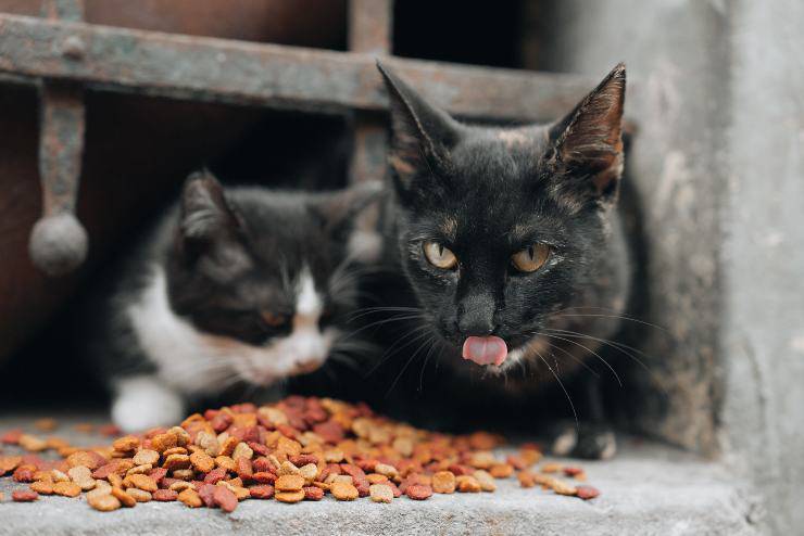 Alimenti per cani e gatti
