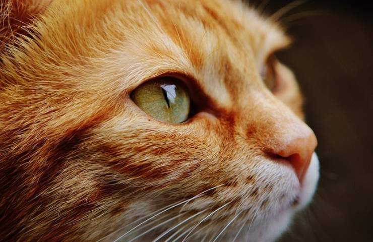 Il tuo gatto continua a fissarti? svelato il fantastico motivo