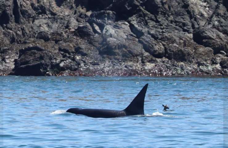 orca cervo immagini canada