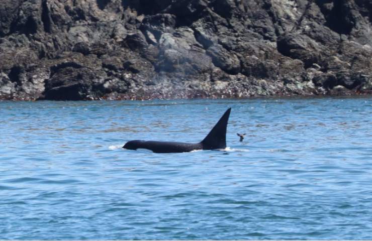 orca cervo foto vicini