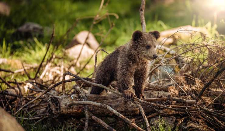 orso cucciolo 