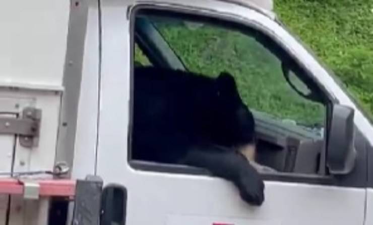 orso nel furgone 