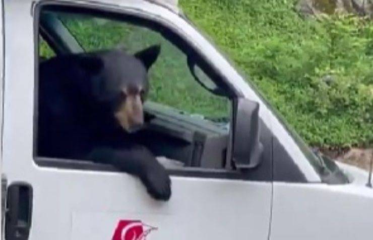 orso nel furgone 