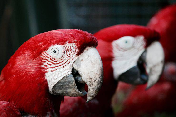 pappagalli rossi 