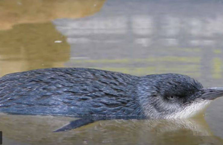 pastore maremmano pinguini blu