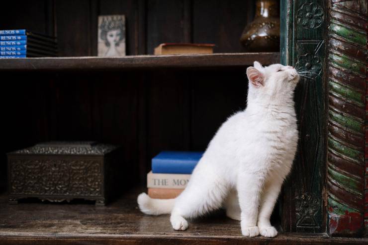 Felino con problemi urinari