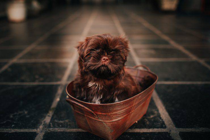 Il cagnolino e il suo bagnetto