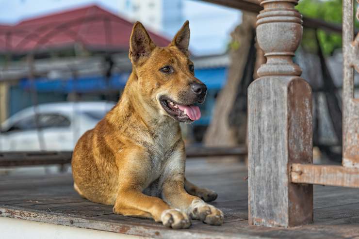 L'adozione di un cane maschio o femmina