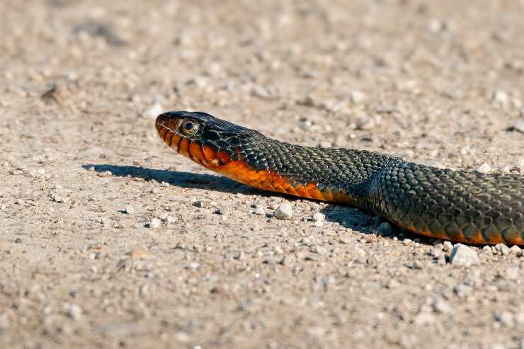 Come comportarsi con una vipera