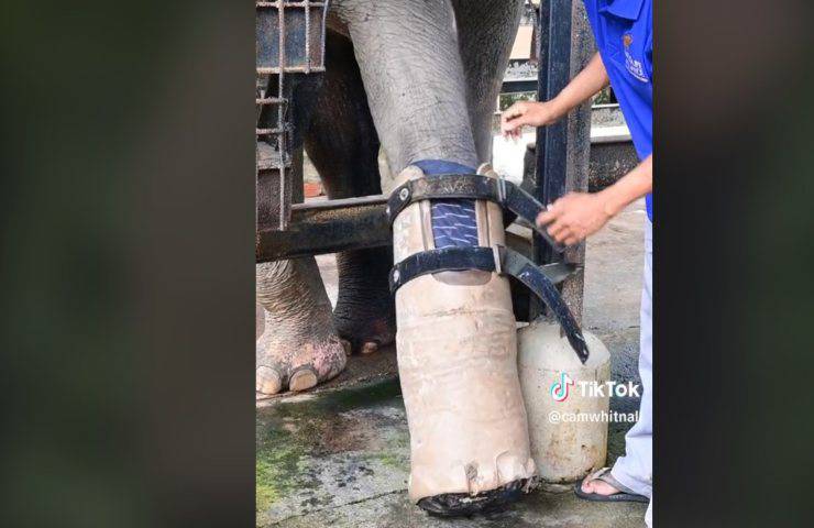 Elefante mutilato da un bracconiere torna a camminare