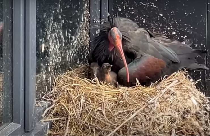 ibis anni pulcini estinzione