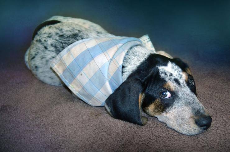 cane sguardo triste 