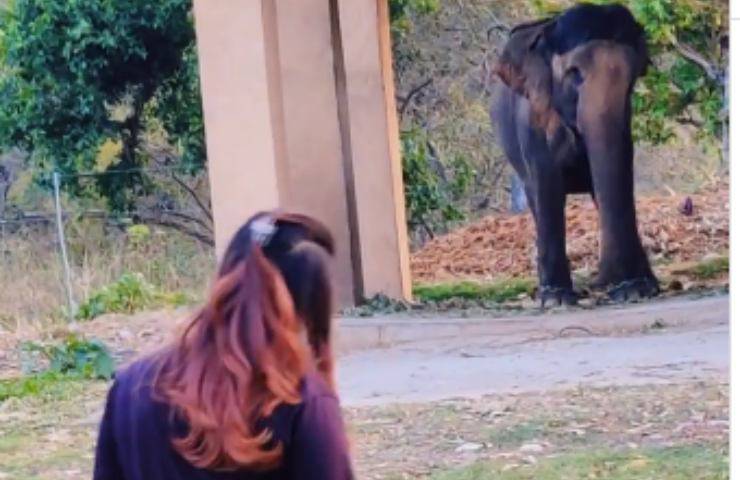 ragazza elefante india ballano