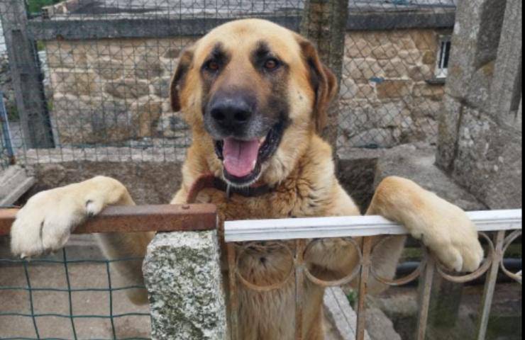 rex cane famiglia abbandonato