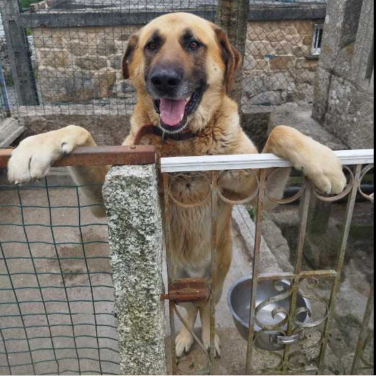 rex cagnolino abbandonato famiglia