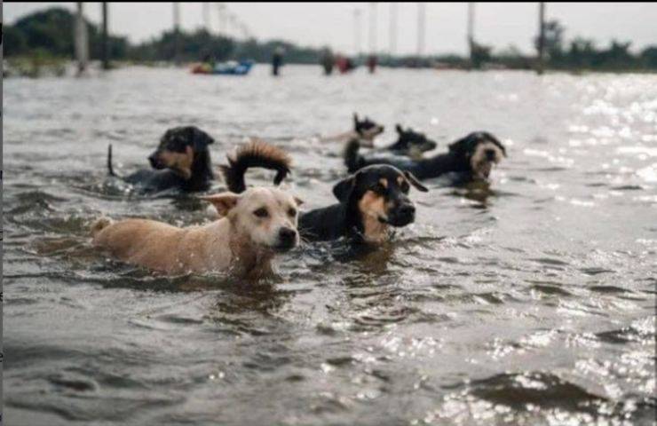 ucraina diga cani fuga