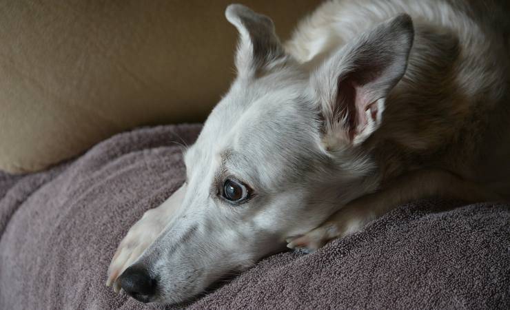 cane sul letto