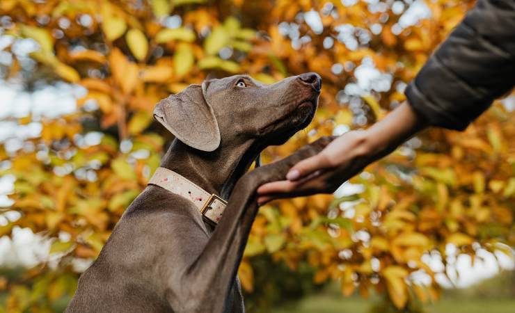 cane mette la zampa sulla mano 