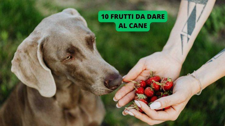 Cane vicino a della frutta 