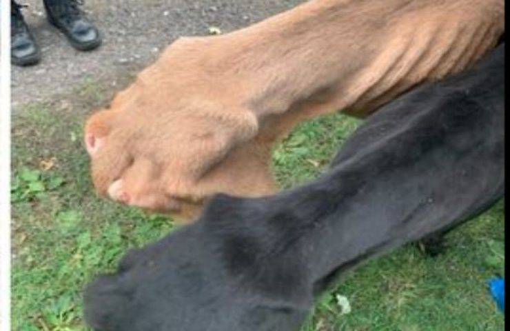 L'orrenda vicenda di una allevatrice di levrieri