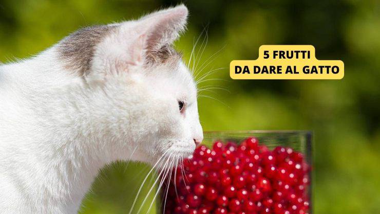 gatto vicino a frutti 